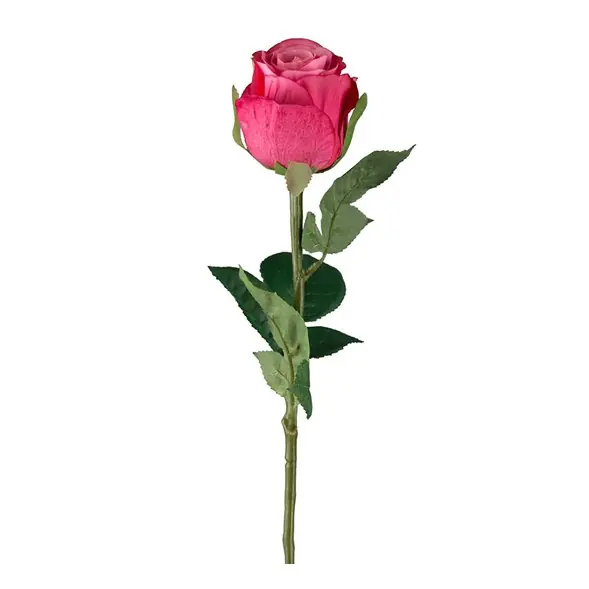 Ros Lågt pris