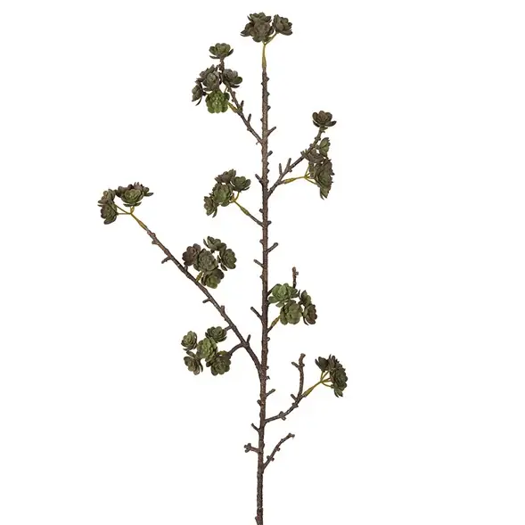 Kundfavorit Echeveria blad