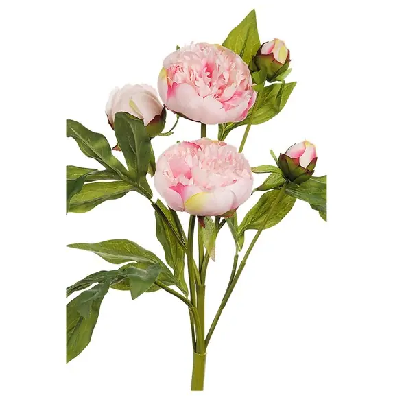 Pion snittblomma I lager