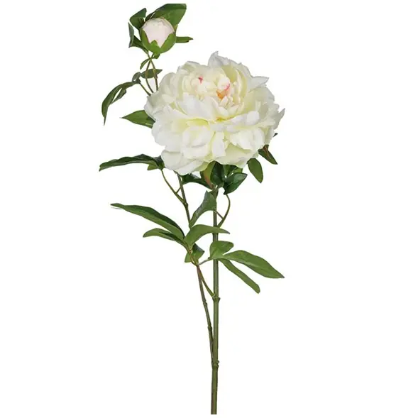 Fynd Pion snittblomma