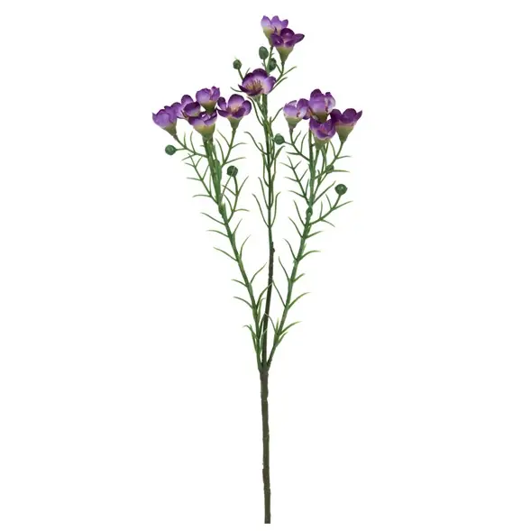Utförsäljning Vaxblomma