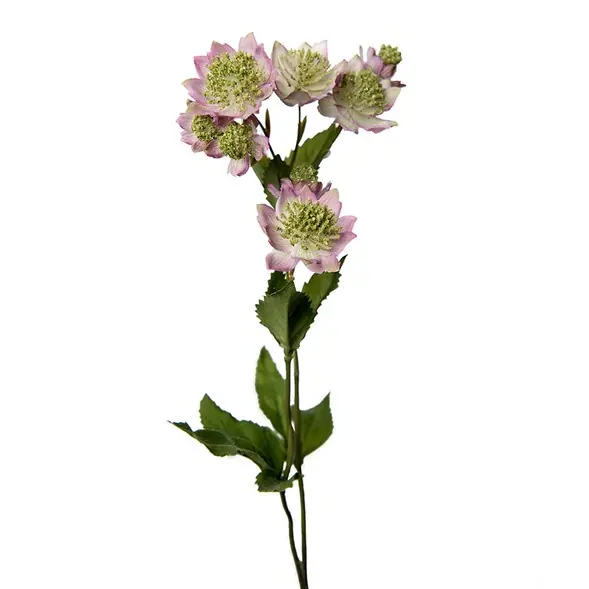 Astrantia Billigare