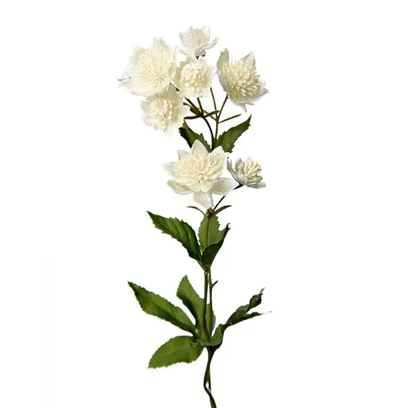 Fynd Astrantia