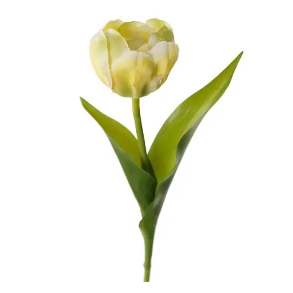 Tulpan rund Populärt val
