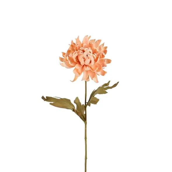 Chrysanthemum torkad Köp online
