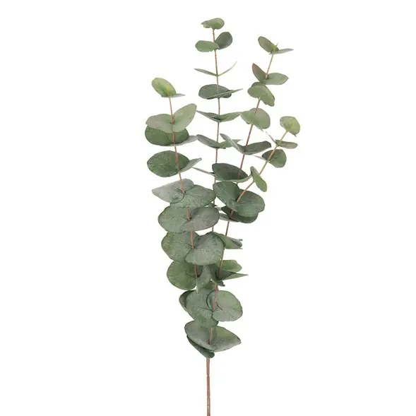 Flergrenad Eucalyptus Bästa pris
