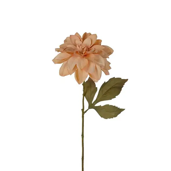 Dahlia torkad Fynd