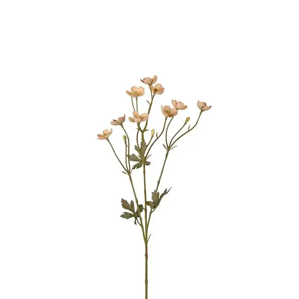 Beställ nu Smörblomma