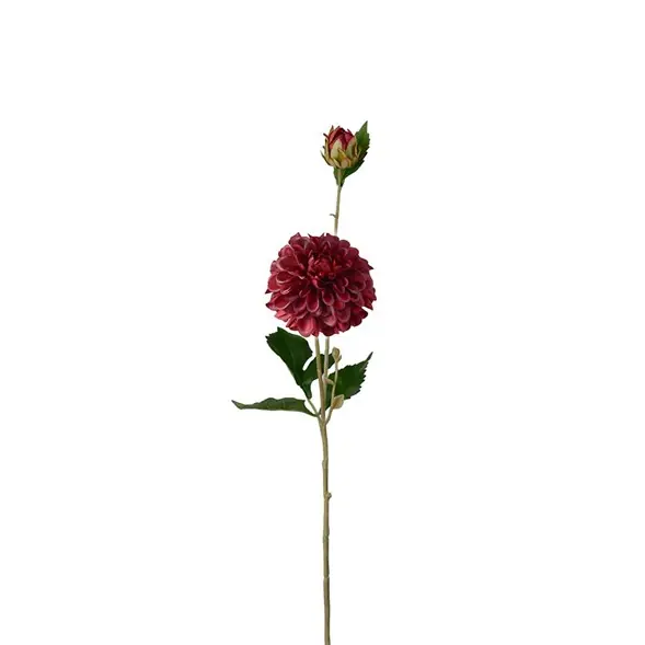 Dahlia Rea