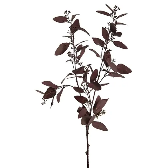 Billig Flergrenad eucalyptus