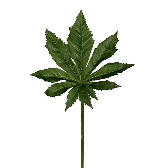 Beställ idag Aralia Blad