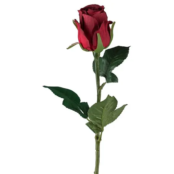 Beställ idag Ros