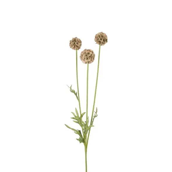 Scabiosa Outlet