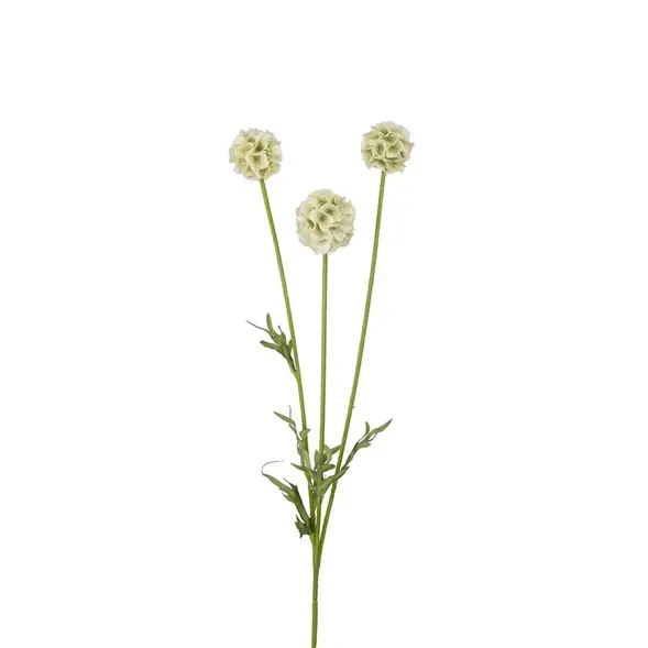 Scabiosa Utförsäljning