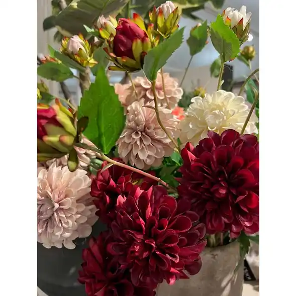 Dahlia Outlet