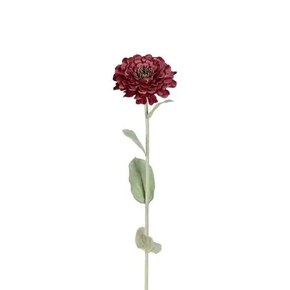 Zinnia Extra rabatt