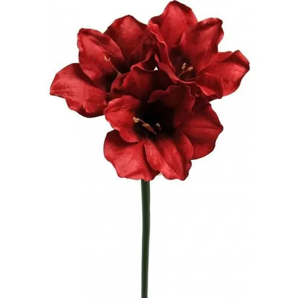 Fynd Amaryllis singel