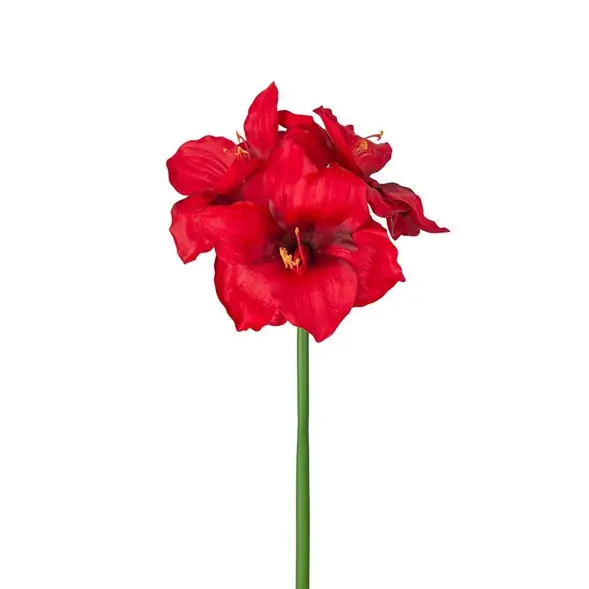 Amaryllis flerblommig Begränsat erbjudande