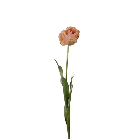 Endast denna vecka Tulpan fylld