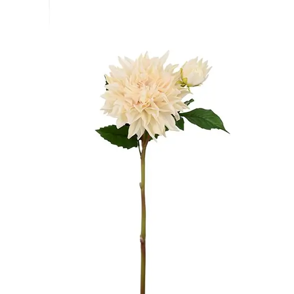 Köp online Tvåstänglad dahlia
