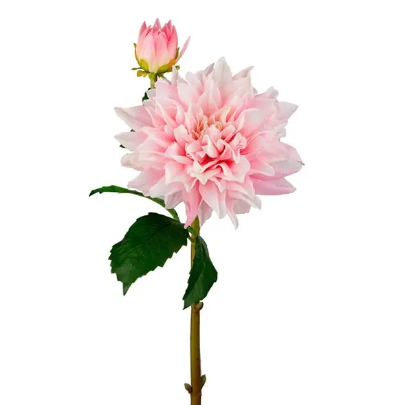 Tvåstänglad dahlia Handla nu