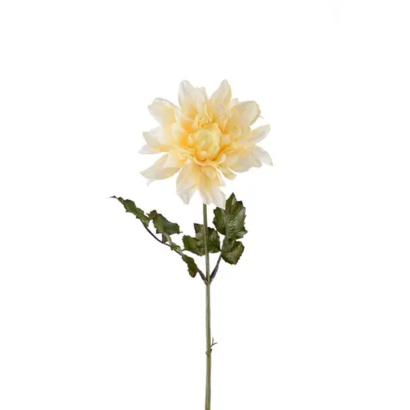 Dahlia Bästa pris