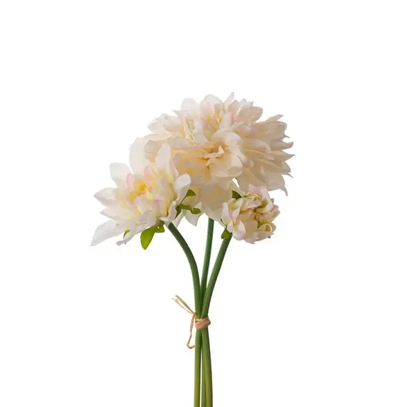 Dahliabunt Premium