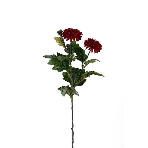 Erbjudande Chrysanthemum
