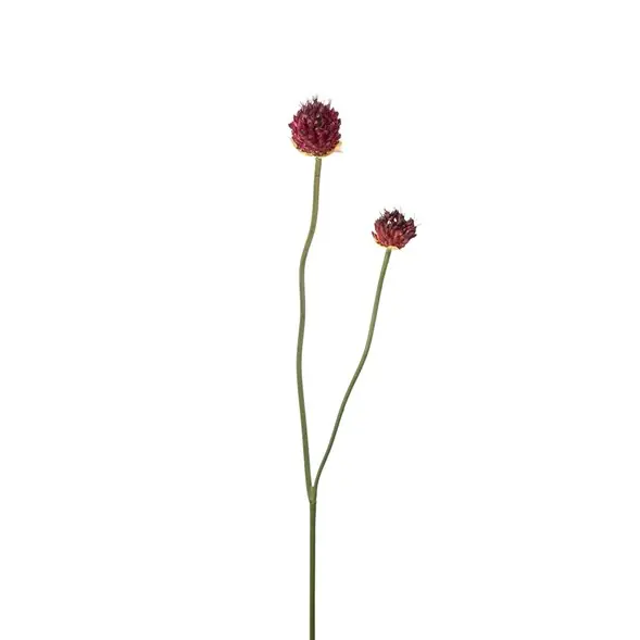 Endast idag Allium