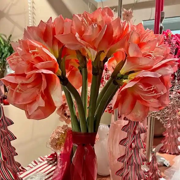 Amaryllis flerblommig tjock stjälk Billigare