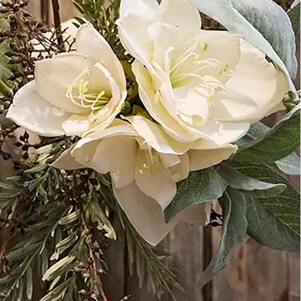 Amaryllis flerblommig tjock stjälk Rea