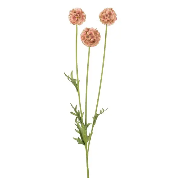risnedsättning Scabiosa
