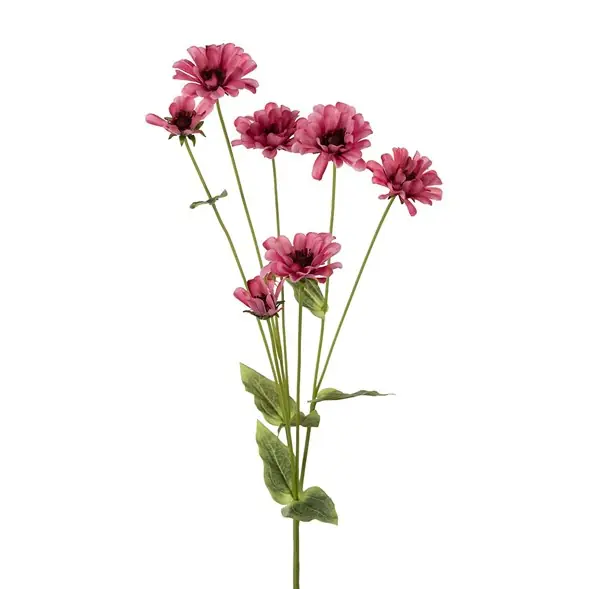 Zinnia Kundfavorit