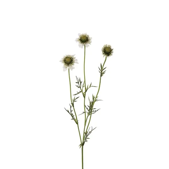 Endast idag Scabiosa utslagen