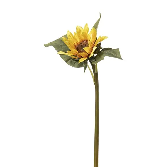 Begränsad tid Solros
