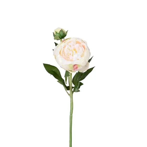Tvåstänglad pion Nyhet