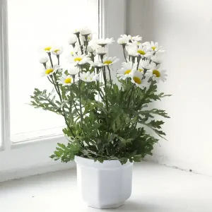 Utförsäljning Konstväxt Marguritt
