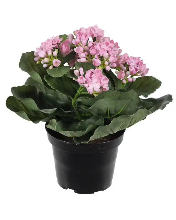 I lager Konstväxt Kalanchoe
