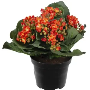 Konstväxt Kalanchoe Lägg i varukorgen