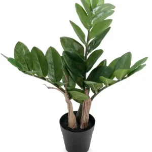 Begränsat antal Konstväxt Zamifolia