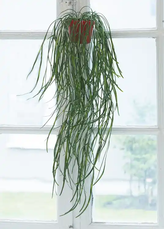 Snabb frakt Konstväxt Hoya 50 cm