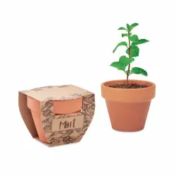 Snabb frakt Mint Pot - Myntafrön i terrakottakruka