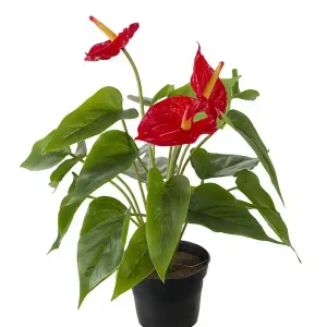 Säker betalning Konstväxt Anthurium Rosenkalla