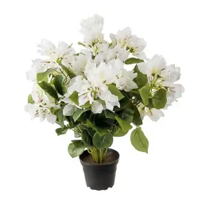 Populär Konstväxt Bougainvillea Trillingblomma